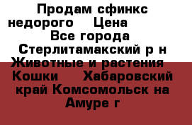 Продам сфинкс недорого  › Цена ­ 1 000 - Все города, Стерлитамакский р-н Животные и растения » Кошки   . Хабаровский край,Комсомольск-на-Амуре г.